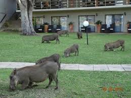 Afrika Fly In Safair: Warzenschweine inbegriffen